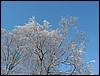 IMG_4478.JPG